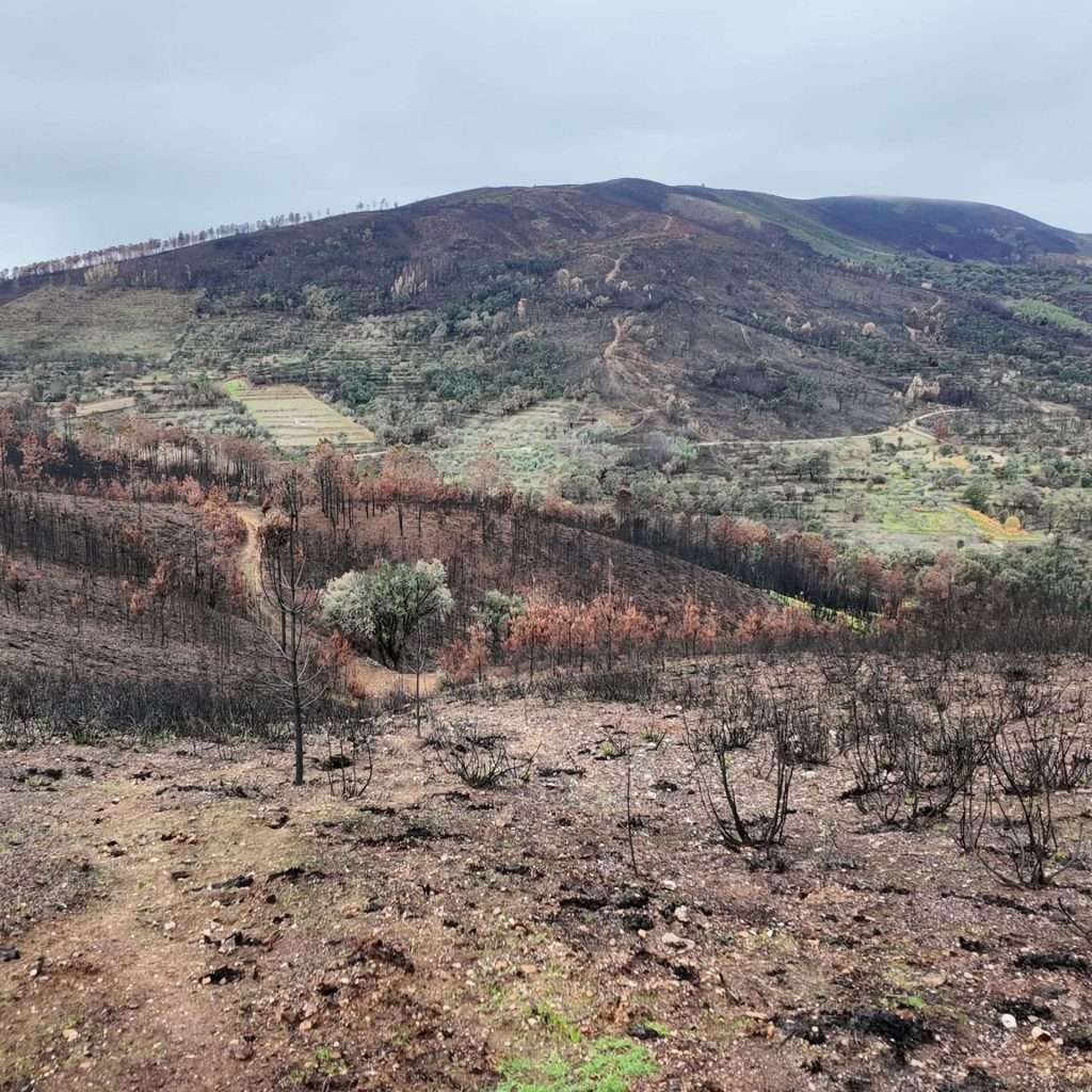 3-Miracle-Mountain-view-from-top-post-fire-scaled.jpg